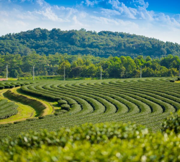 Tea Plantation